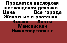 Продается вислоухая шотландская девочка › Цена ­ 8 500 - Все города Животные и растения » Кошки   . Ханты-Мансийский,Нижневартовск г.